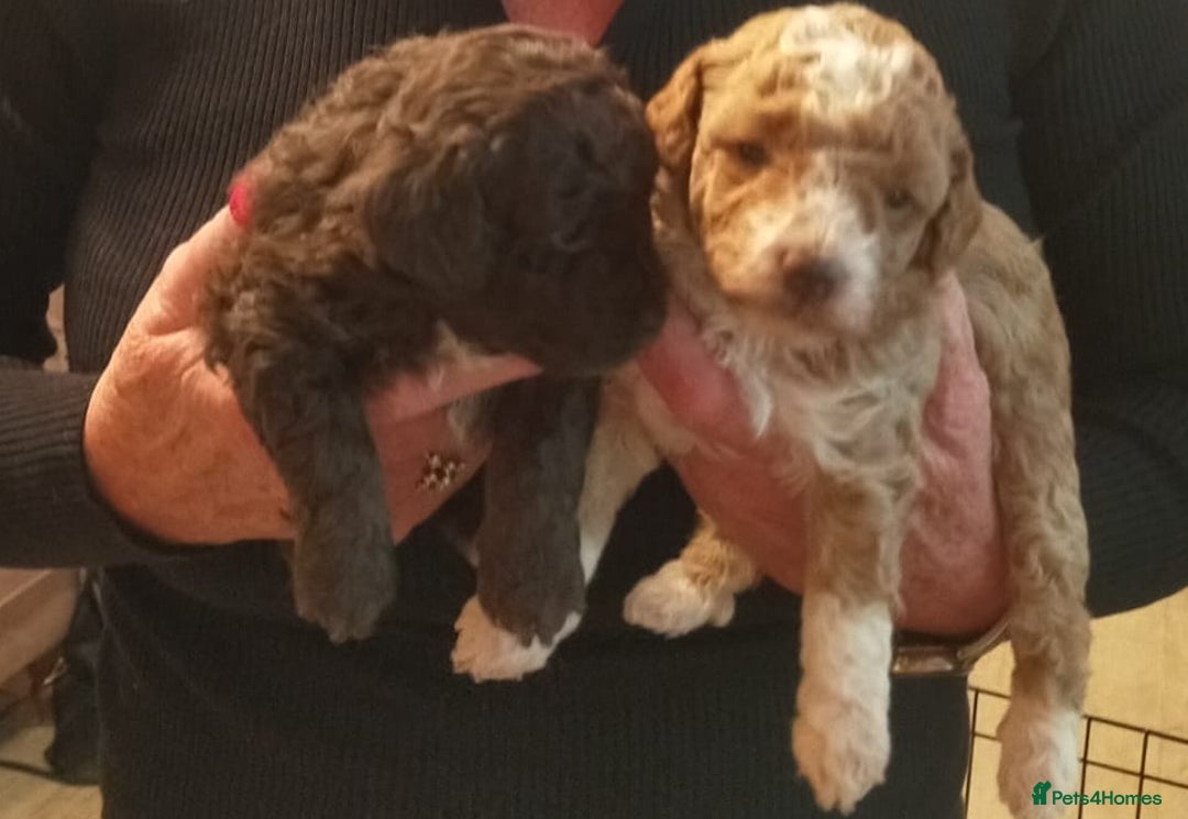 Cockapoo dogs for sale: 🐾✨  Ruby’s Toy Cockerpoo Pups Have Arrived! ✨🐾 - Advert 6