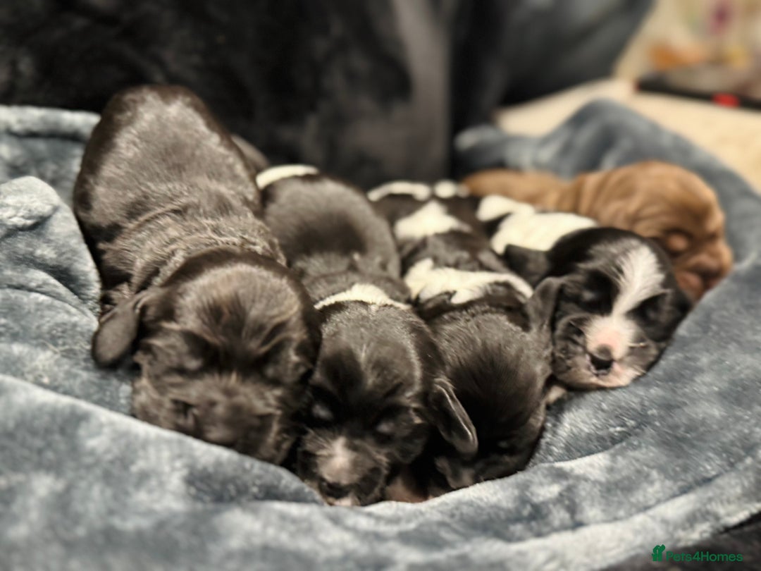 Cocker Spaniel dogs for sale: Show cocker spaniel puppies  - Advert 6