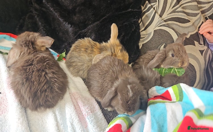 Mini Lion Lop rabbits - Advert 15