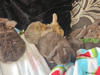 Mini Lion Lop rabbits for sale - Advert 1