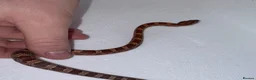 Corn Snake reptiles for sale: Baby Corn Snakes 🐍  - Advert 11