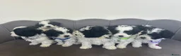 Maltipoo dogs for sale: Gorgeous Maltipoo Pups - Advert 1