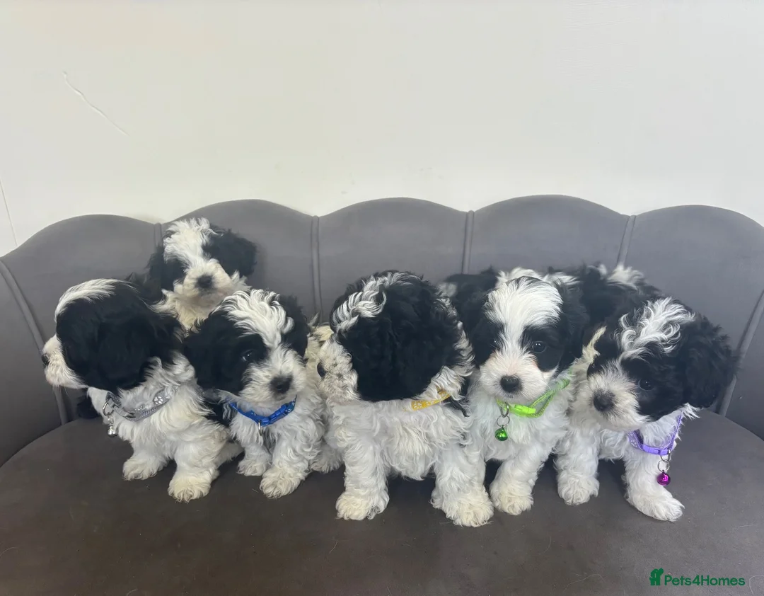 Maltipoo dogs for sale: Gorgeous Maltipoo Pups - Advert 1