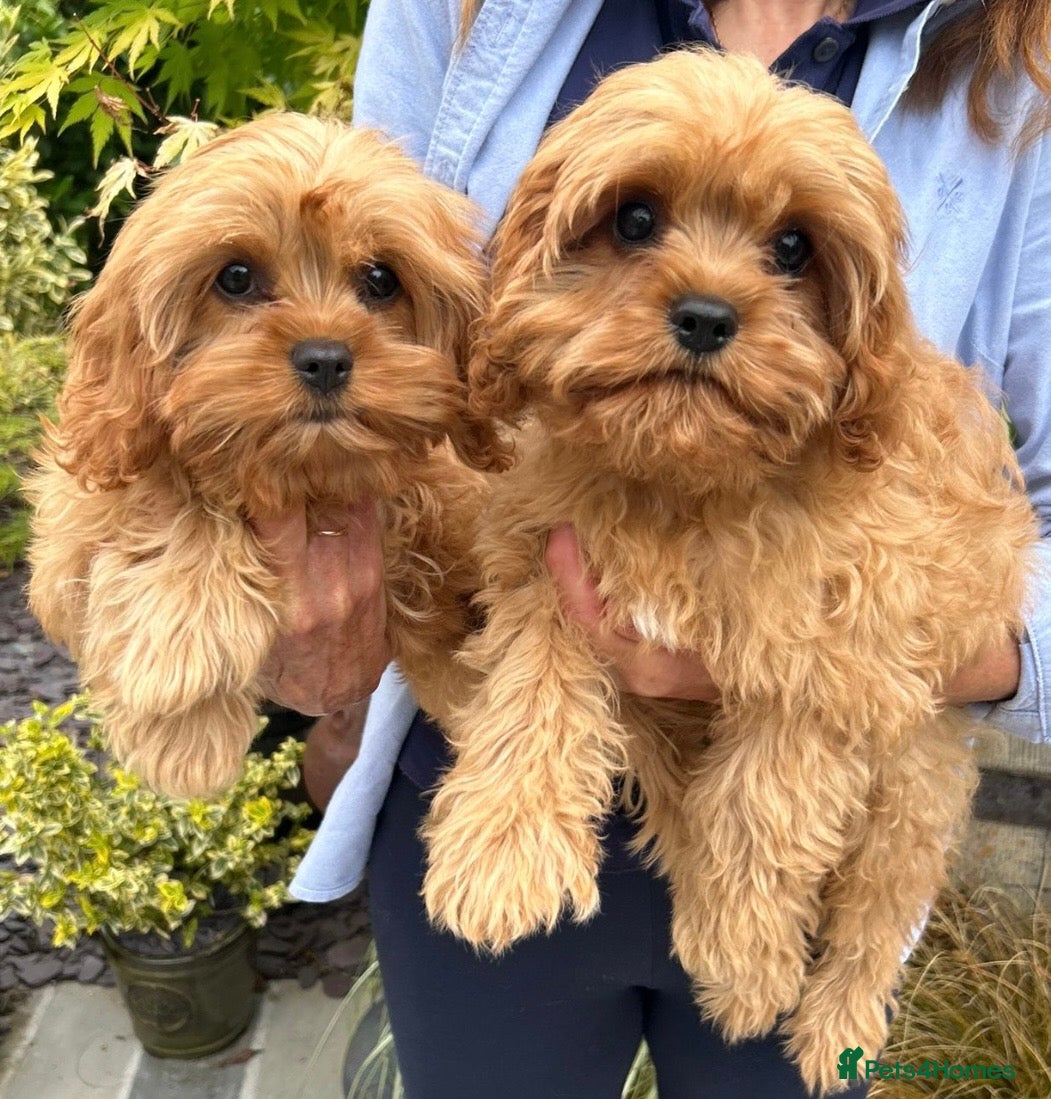 Cavapoo dogs Extensively Health Tested Red Cavapoos - Advert 1