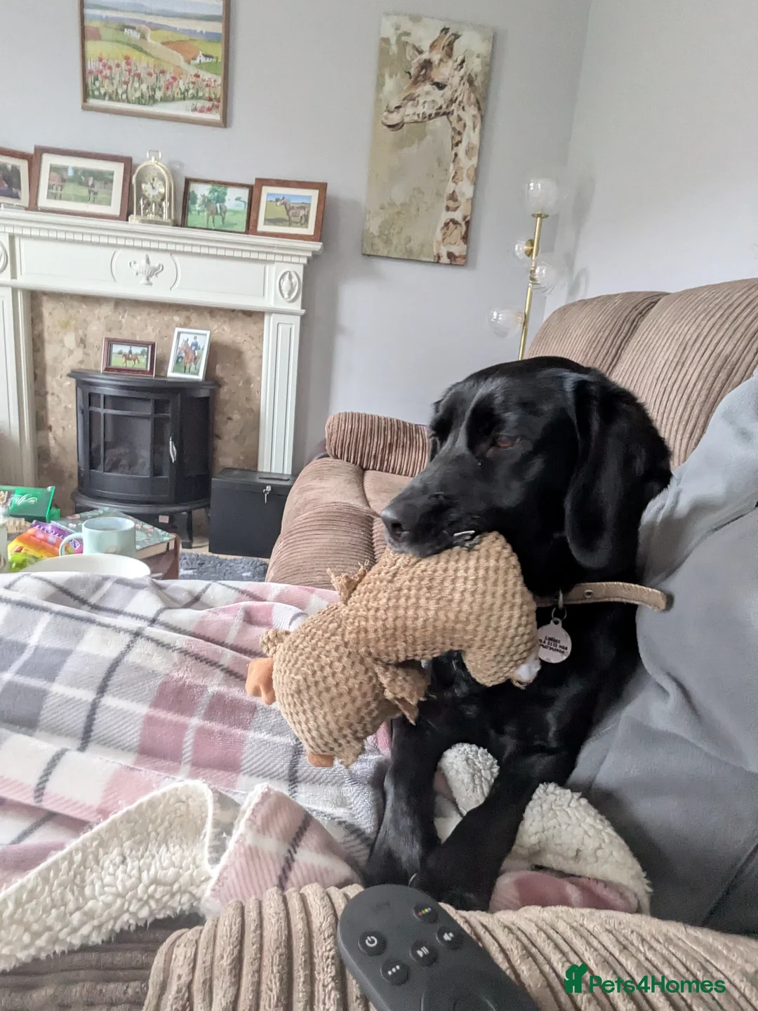 Springador dogs for sale: 3 year old female Springador - Advert 3