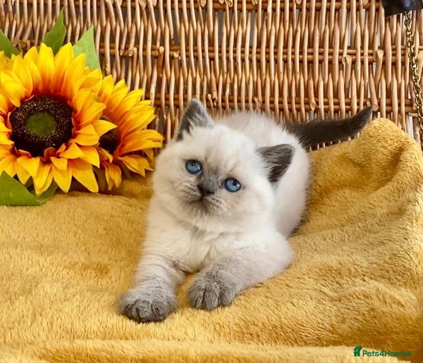 British Shorthair cats RARE SEAL LYNX PURE BRED BSH TEDDY BEARS - Advert 19