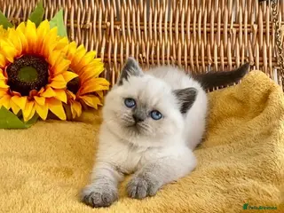 British Shorthair cats RARE SEAL LYNX PURE BRED BSH TEDDY BEARS - Advert 1