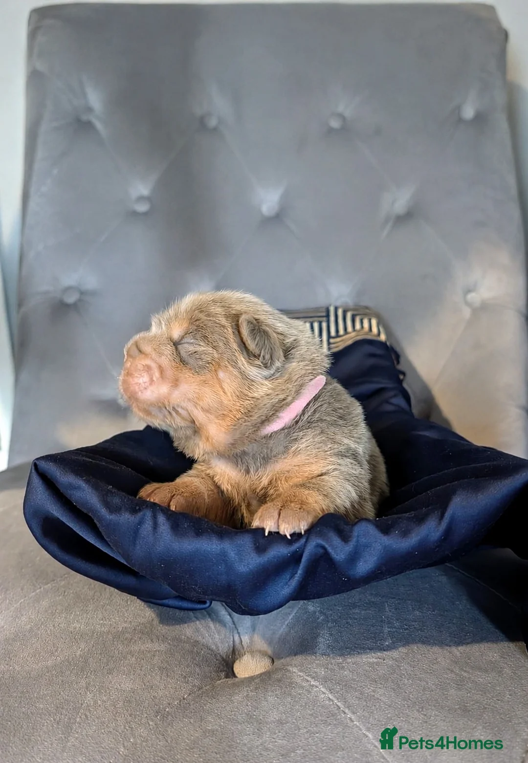 Shar Pei dogs for sale: Stunning Rare Shar Pei (Bear Coat) Pups - Advert 20