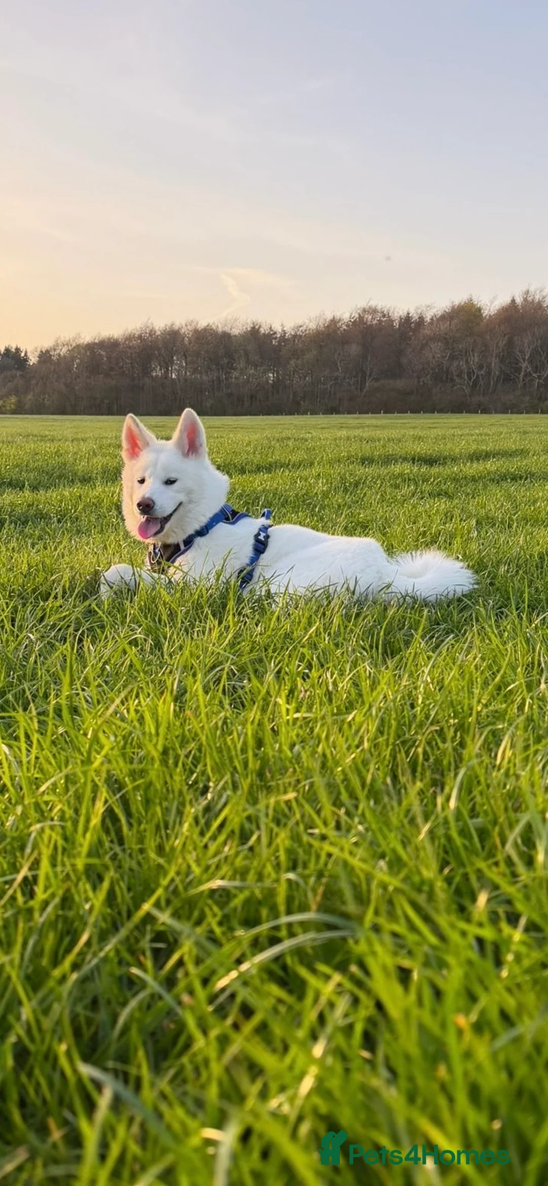 Japanese Akita Inu dogs for sale: Lando: 9 Month Old Japanese Akita - Advert 1