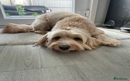 Mixed Breed dogs for sale: Vinnie the labradoodle - Image 1