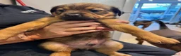 Mixed Breed dogs for sale: Staffweilers F5 exotic colours co/co dd bb  in London - Advert 17