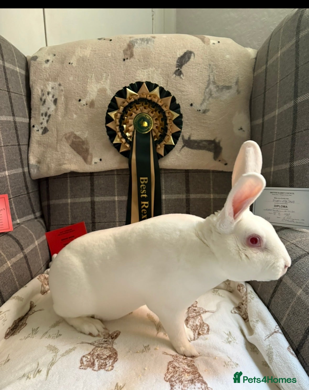 Rex rabbits Ermine rex 6 available  - Advert 2