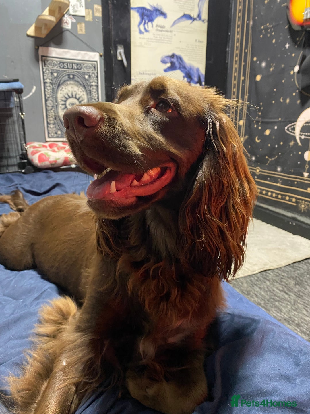 Cocker Spaniel dogs for sale: Cocker spaniel for unfortunate rehome🐶 - Image 5