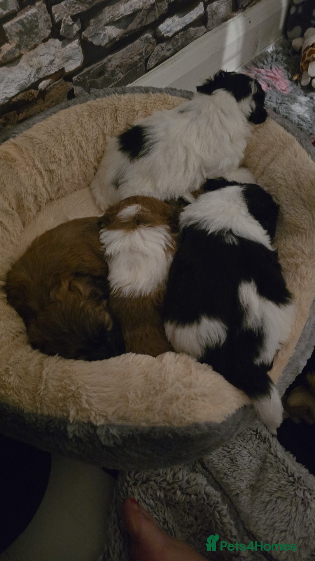 Mixed Breed dogs for sale: Beautiful litter of pomshis  - Advert 5