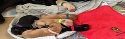 Labrador Retriever dogs for sale: Totally adorable, healthy and great line puppies - Advert 18