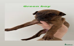 Mixed Breed dogs for sale: Pharaoh hound x whippet puppies  - Image 5