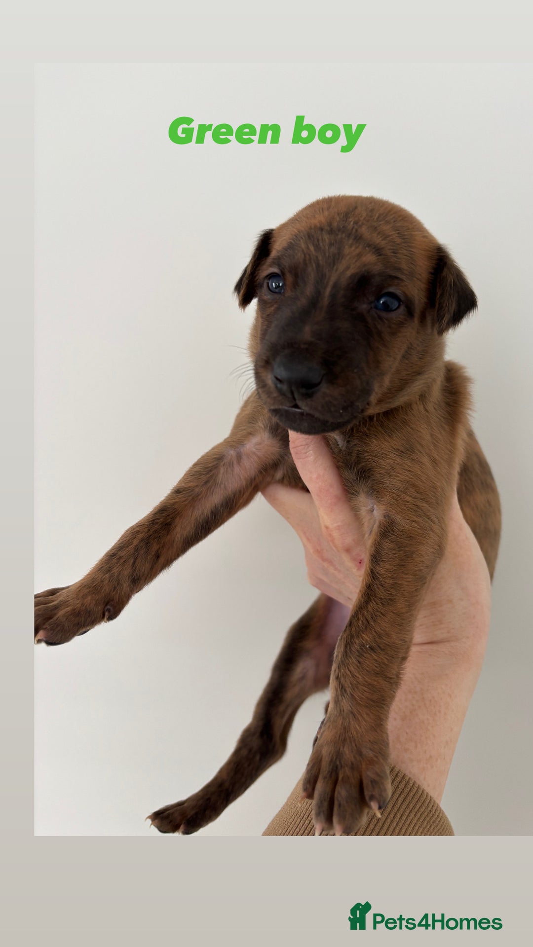 Mixed Breed dogs for sale: Pharaoh hound x whippet puppies  - Image 5
