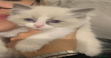 Ragdoll cats - Advert 13