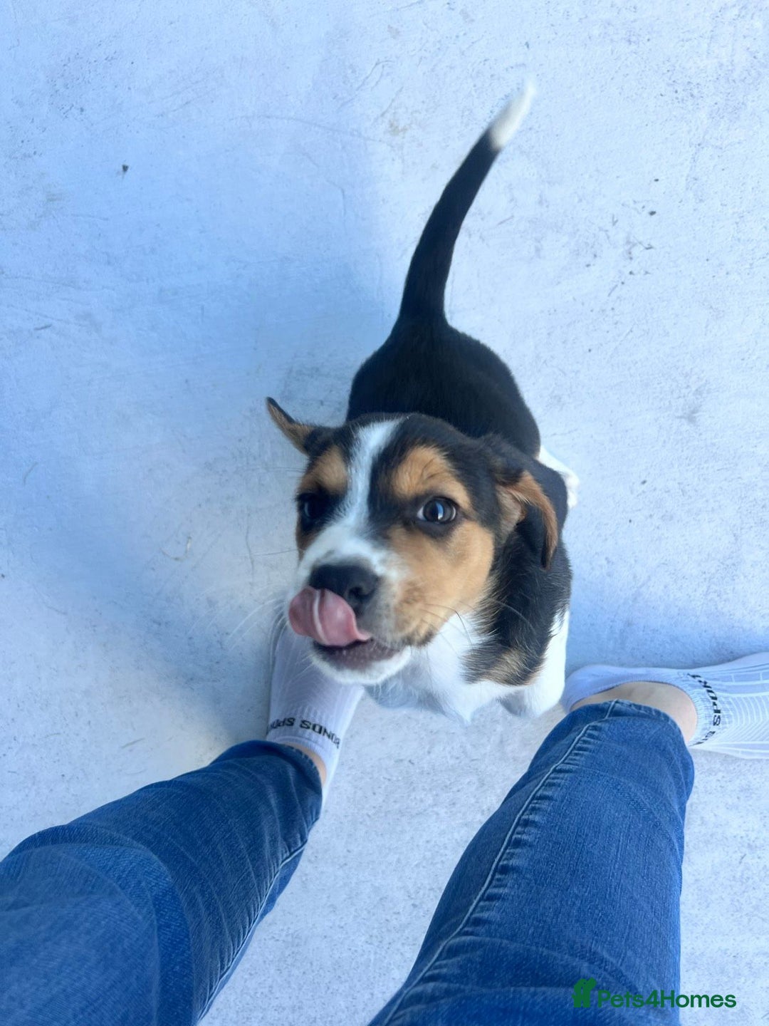 Beagle dogs for sale: beautiful purebred beagle puppies! - Image 4