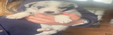Border Collie 4