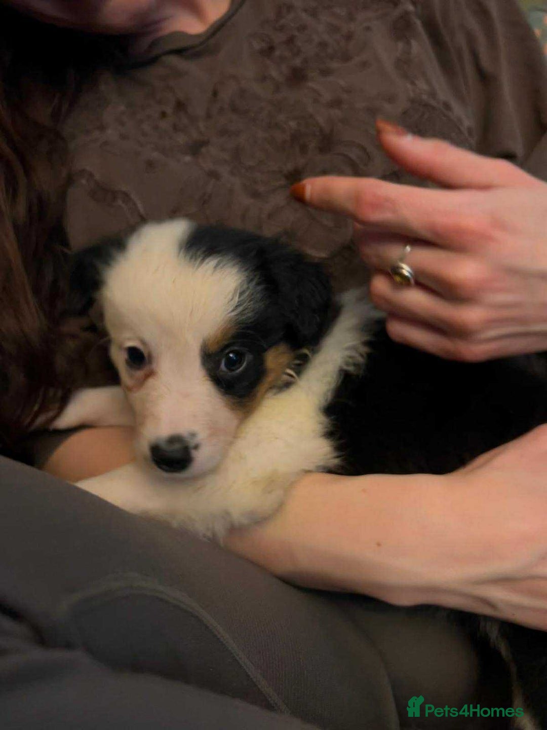 Border Collie dogs for sale: Border Collie Bitch Pups - Advert 4
