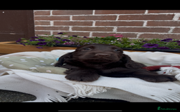 Cocker Spaniel dogs for sale: 🌟Gorgeous 100% show type cocker spaniel puppies🌟 - Image 4