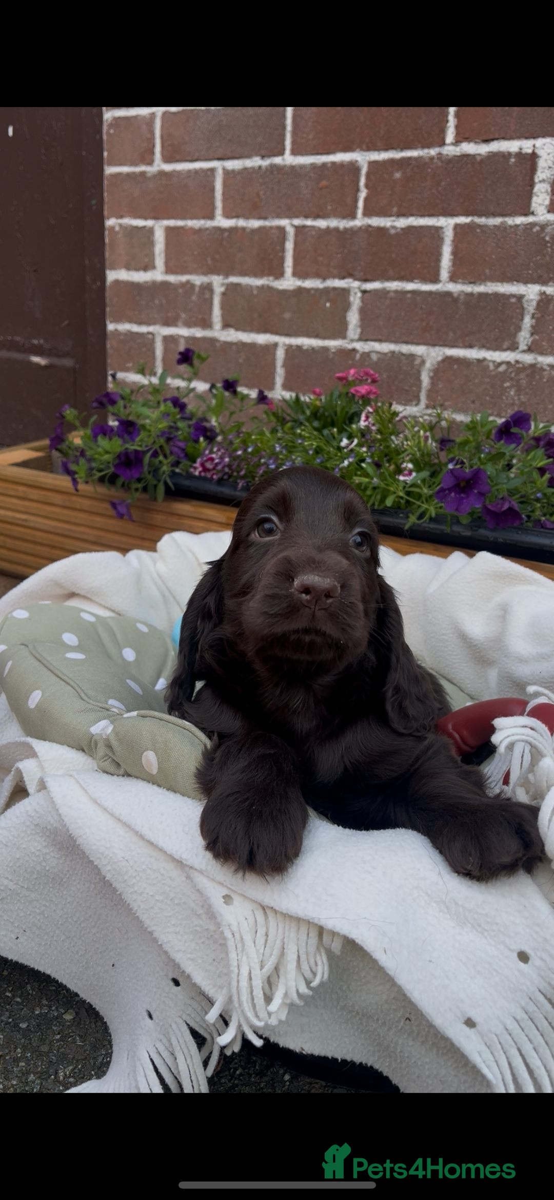 Cocker Spaniel dogs for sale: 🌟Gorgeous 100% show type cocker spaniel puppies🌟 - Image 4