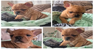 French Bulldog dogs - Advert 4