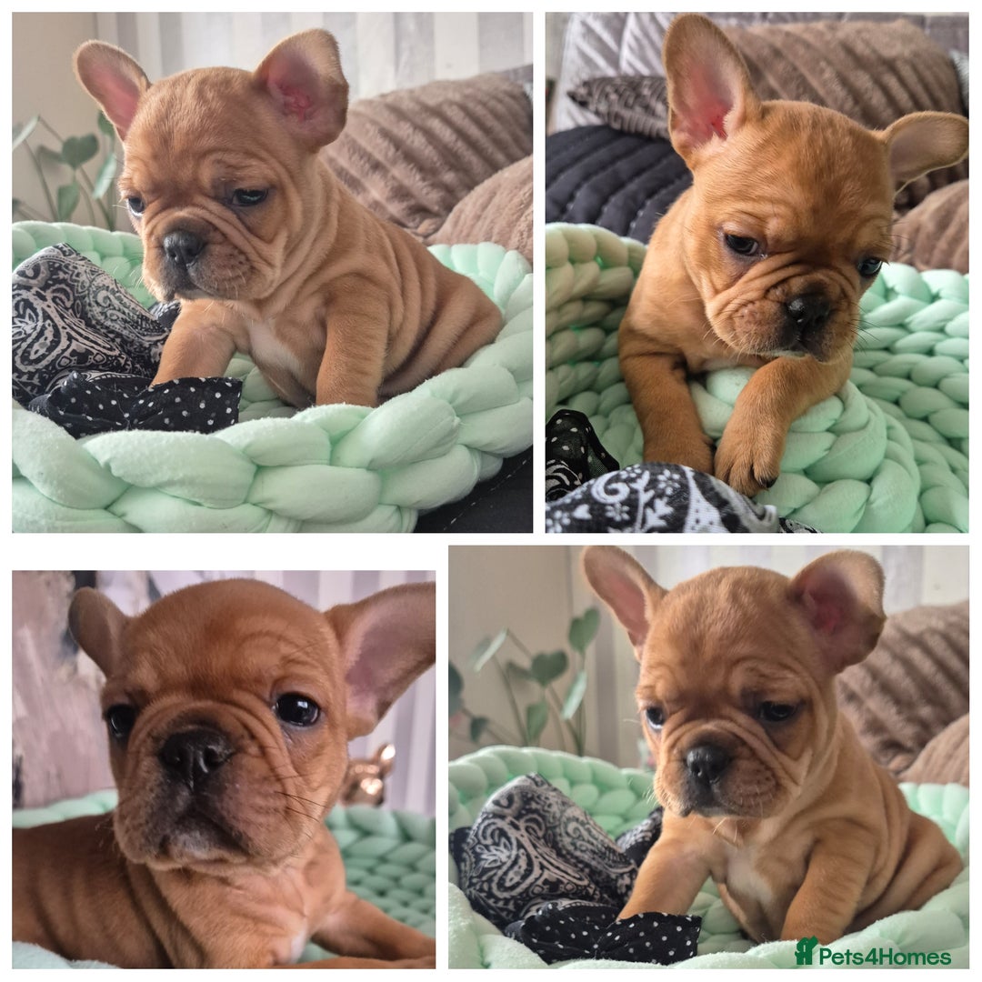 French Bulldog dogs for sale: KC Reg. French bulldogs looking for new home - Image 4