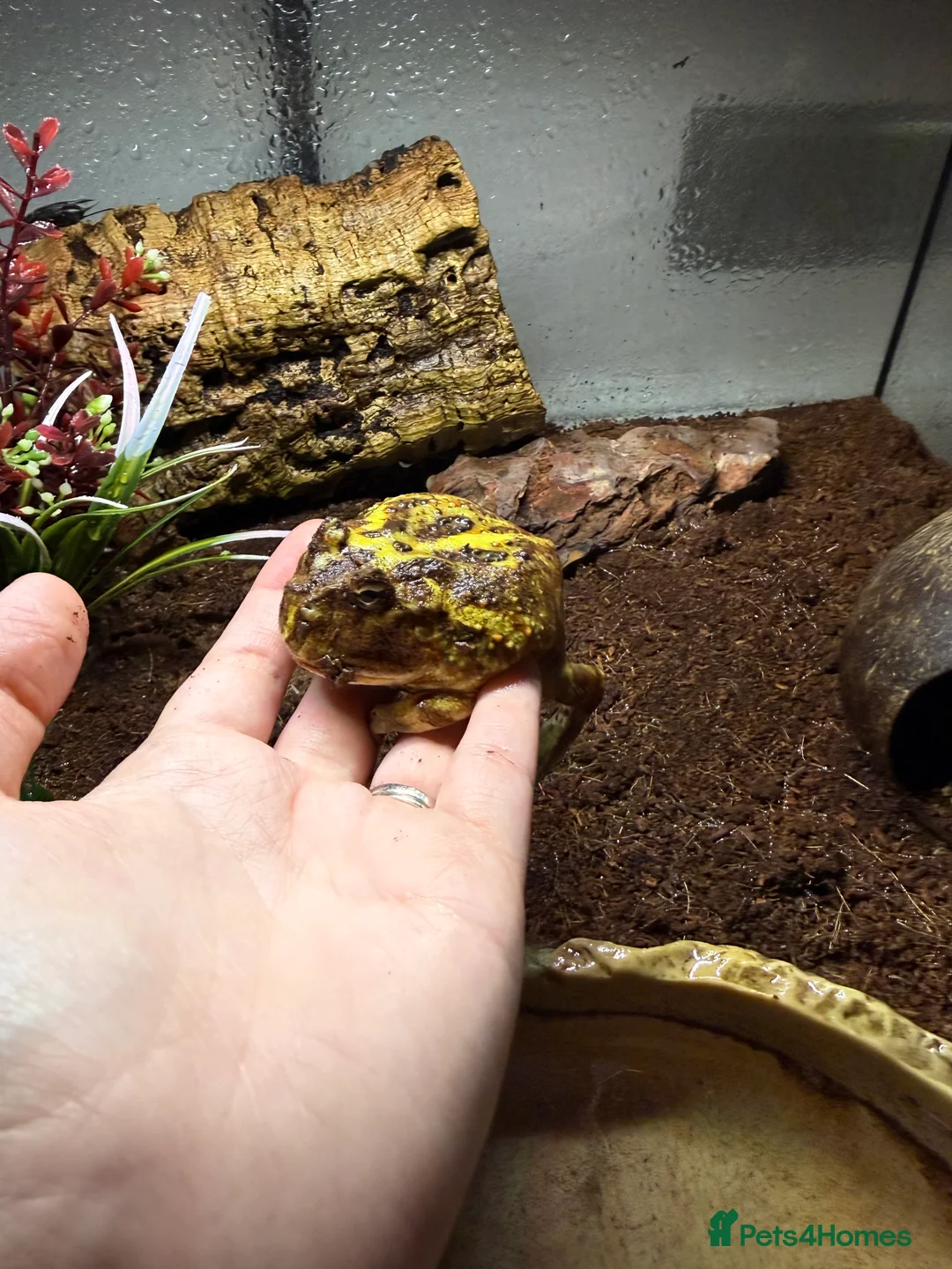 Frog reptiles for sale: Pac-Man and set up for sale  - Advert 3