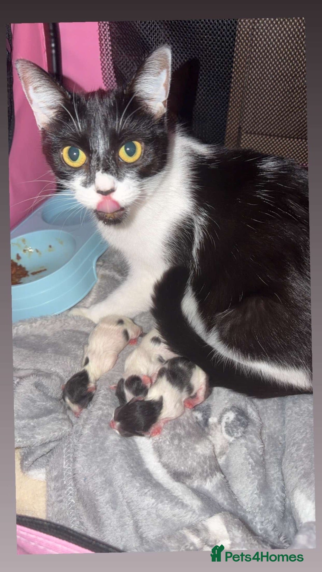 Mixed Breed cats Black and white kittens - Advert 2