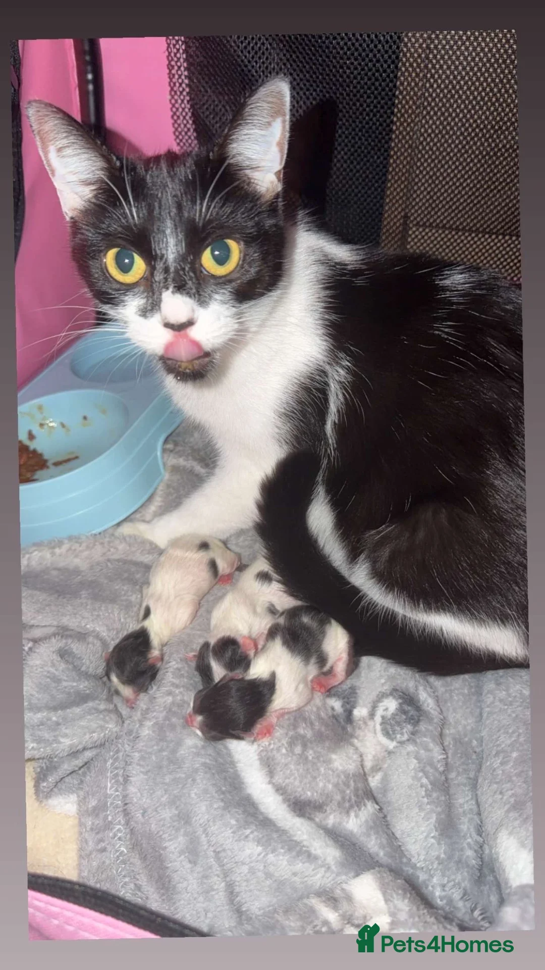 Mixed Breed cats for sale: Black and white kittens in Chatham - Advert 1