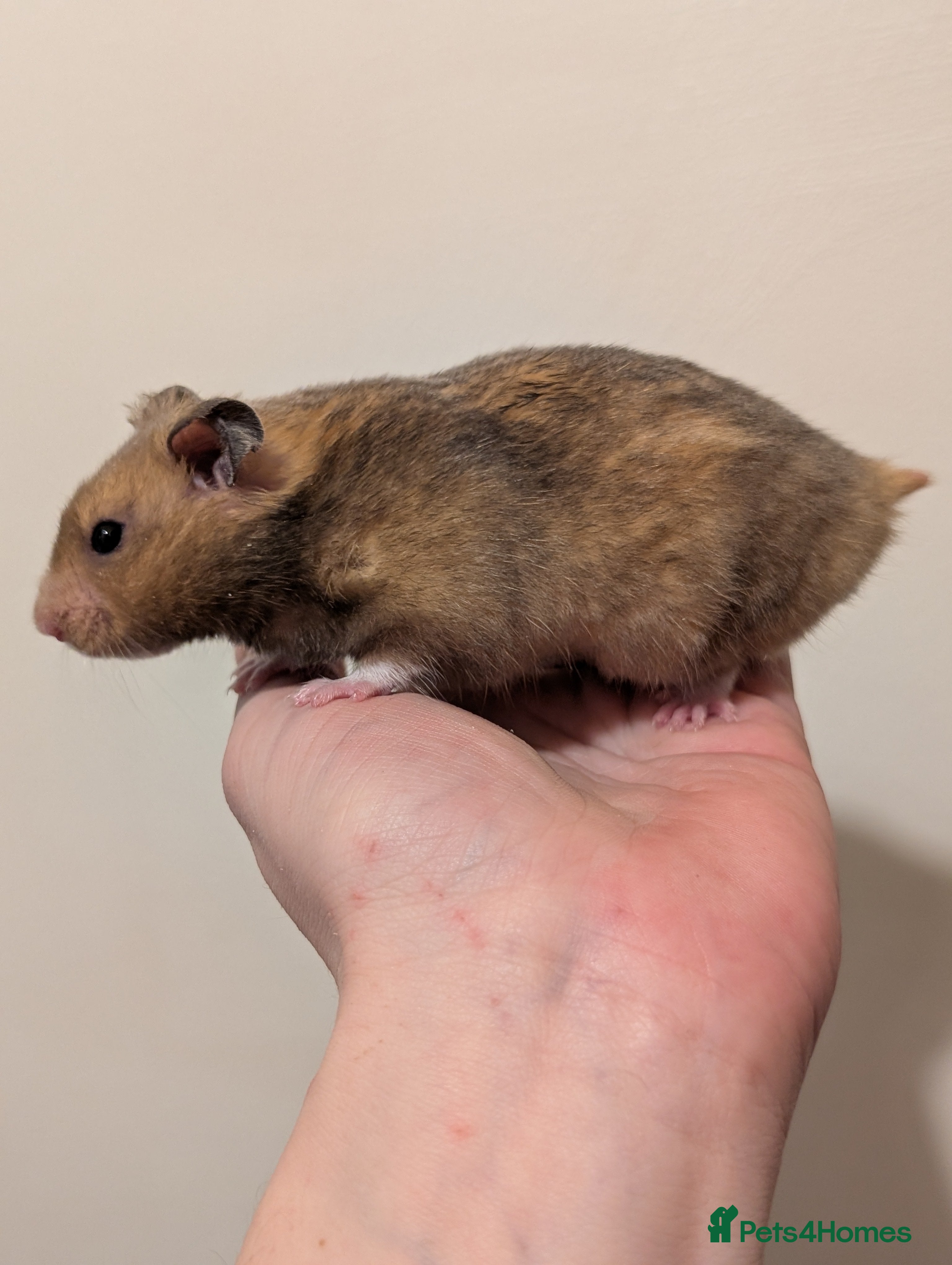 Hamster rodents Pedigree syrian hamsters  - Advert 7