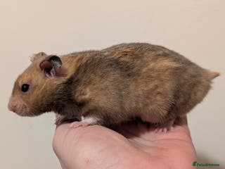 Hamster rodents Pedigree syrian hamsters - Advert 7