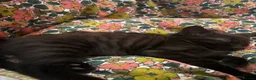 Mixed Breed cats for sale: Male kitten in Glasgow - Advert 3