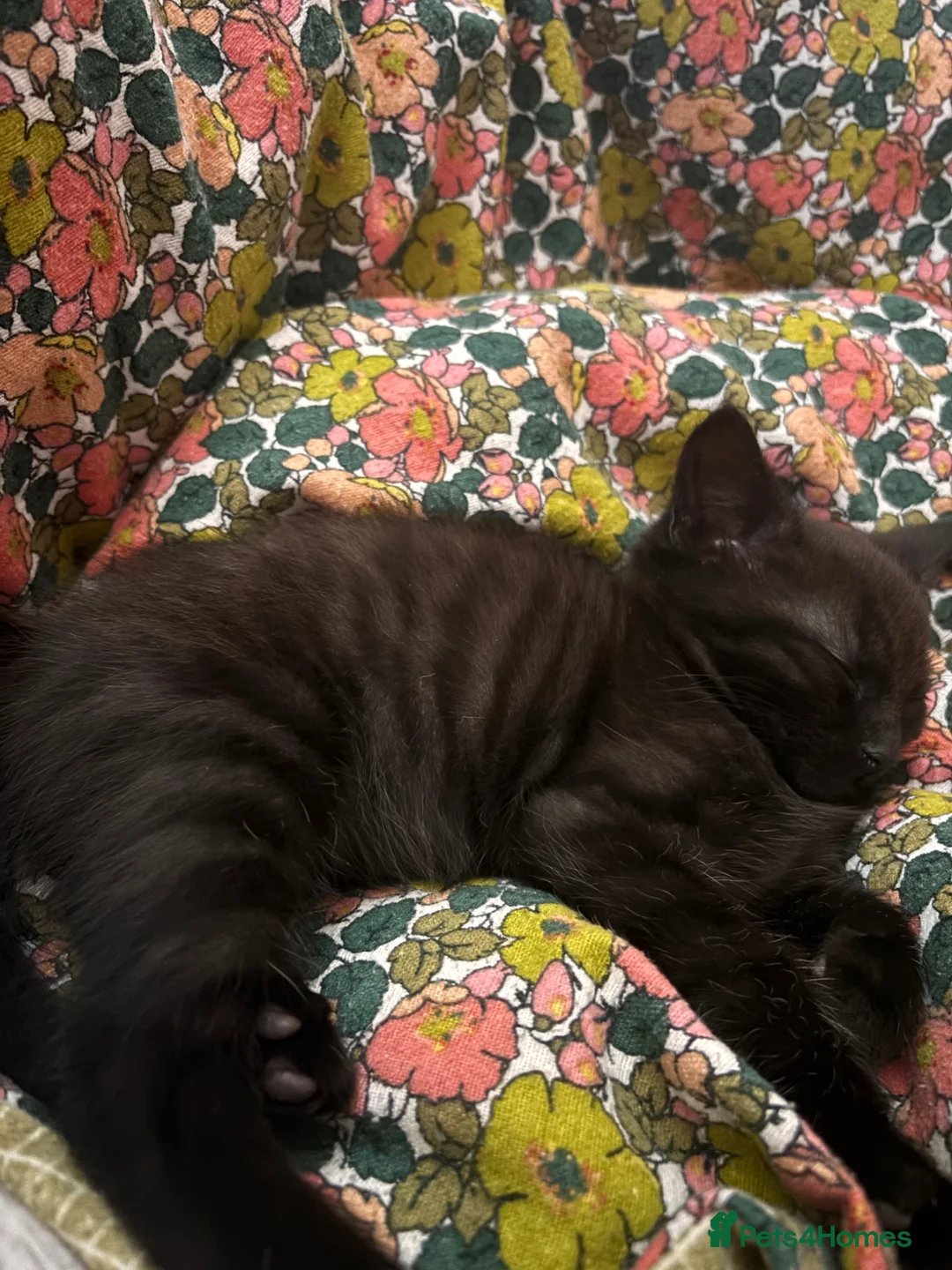 Mixed Breed cats for sale: Male kitten in Glasgow - Advert 3
