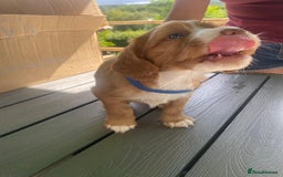 Cocker Spaniel dogs for sale: Golden & Red Working Cocker Spaniel Puppies - Image 30