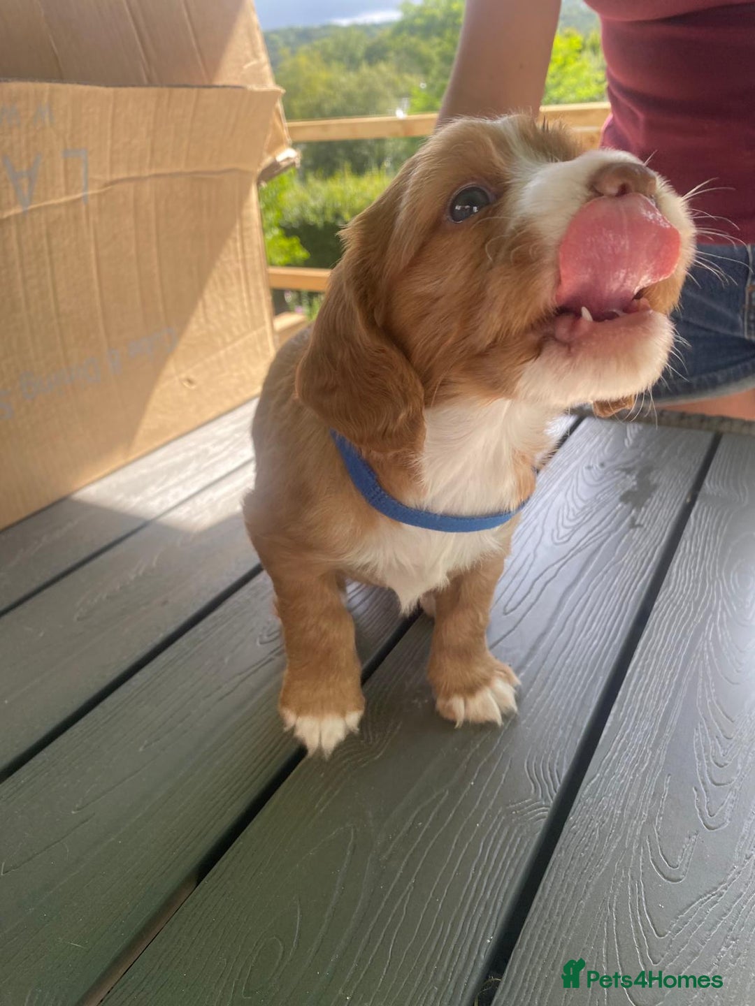Cocker Spaniel dogs for sale: Golden & Red Working Cocker Spaniel Puppies - Image 30
