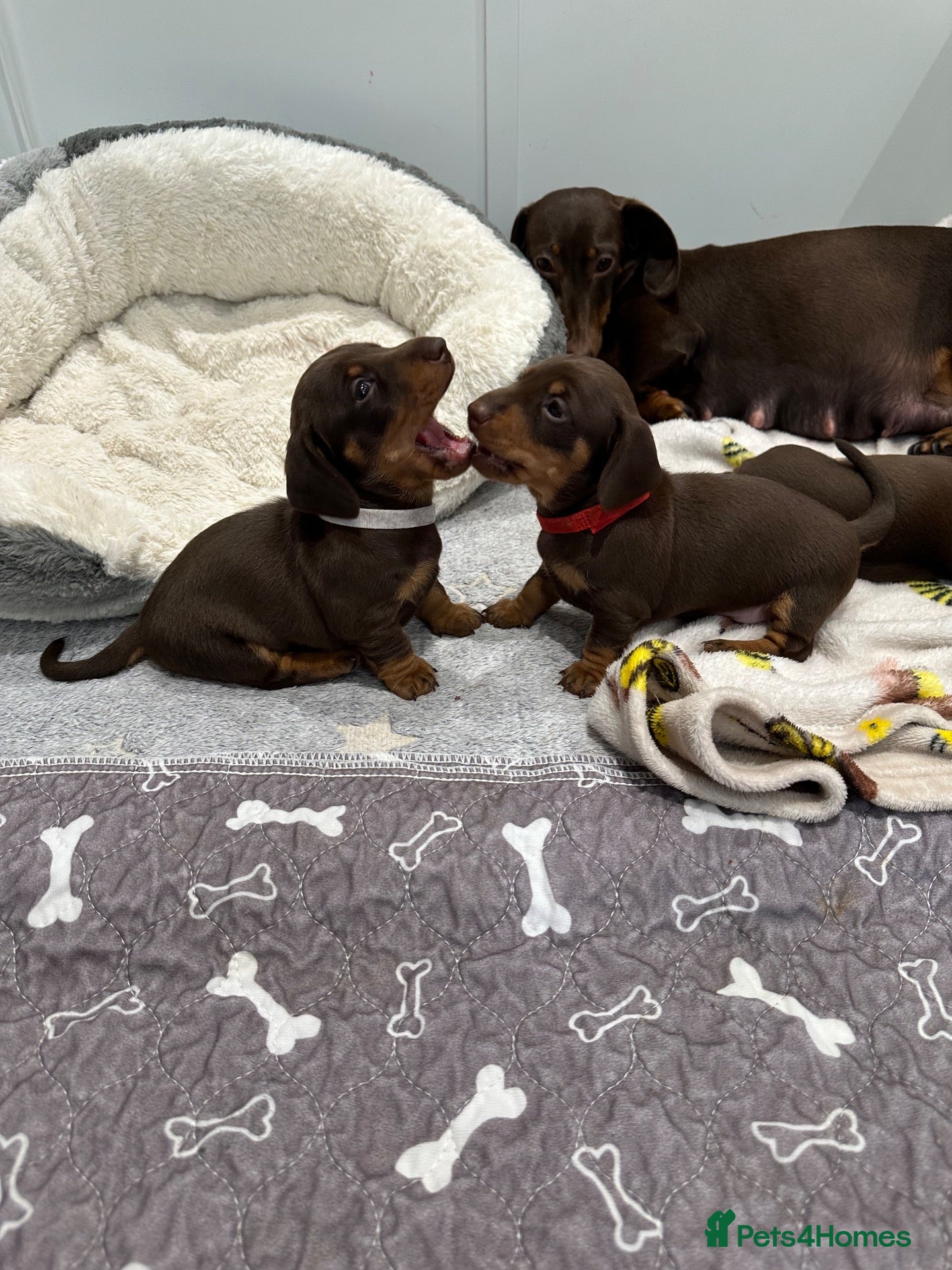 Miniature Dachshund dogs Quality Mini Dachshunds - PRA Clear - Advert 17