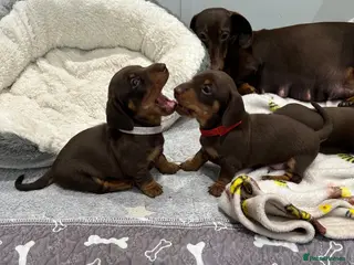 Miniature Dachshund dogs Quality Mini Dachshunds - PRA Clear - Advert 17