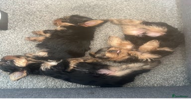 Yorkshire Terrier dogs - Advert 4