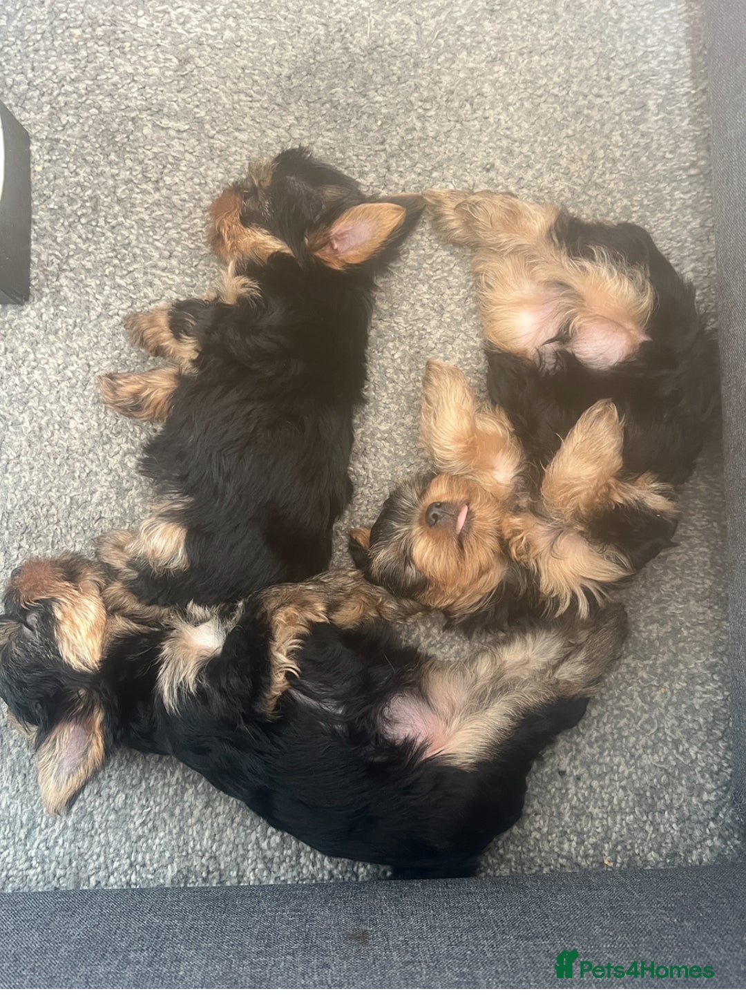 Yorkshire Terrier dogs for sale: Beautiful Yorkshire terrier  - Image 3