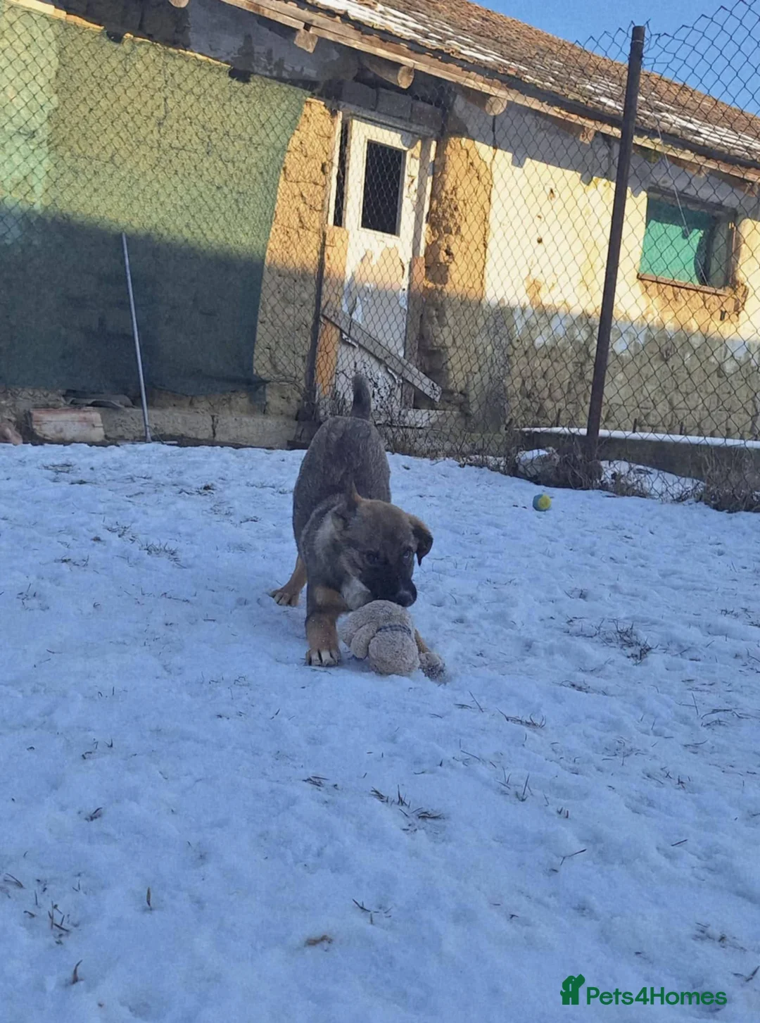 Mixed Breed dogs for adoption: Colby for adoption - Advert 8