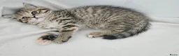Scottish Fold cats for sale: Adorable Scottish Fold Straight Ear Tabby Kittens  - Advert 33