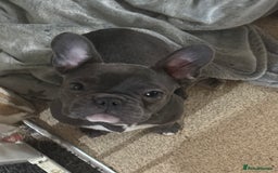 French Bulldog dogs for sale: French bull dogs  - Advert 1