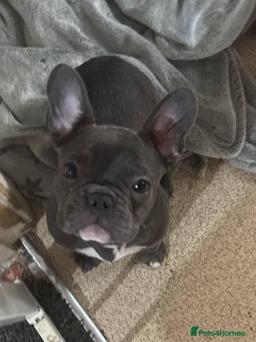 French Bulldog dogs for sale: French bull dogs  - Advert 1
