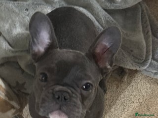 French Bulldog dogs for sale: French bull dogs - Advert 1