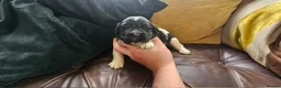 Newfoundland dogs for sale: Beautiful KC Registered Newfoundland Puppies!! - Advert 7