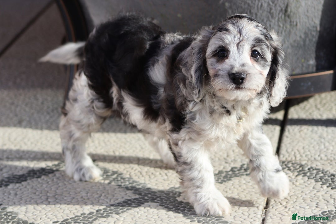 Cavapoo dogs for sale: F1 Cavapoo puppies for sale - Image 8