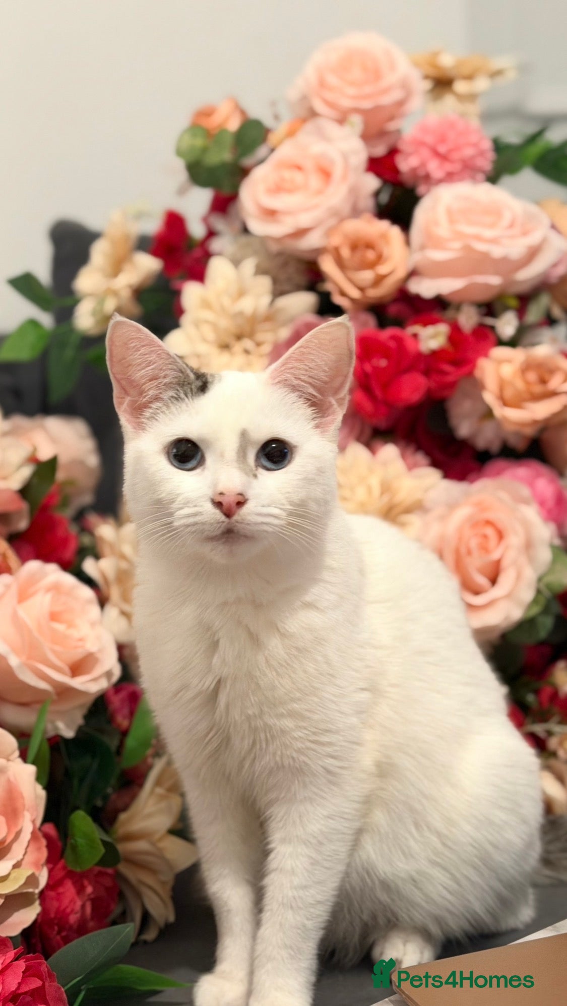 Domestic Shorthair cats Yuki the Gorgeous blue eyed white cat  - Advert 1